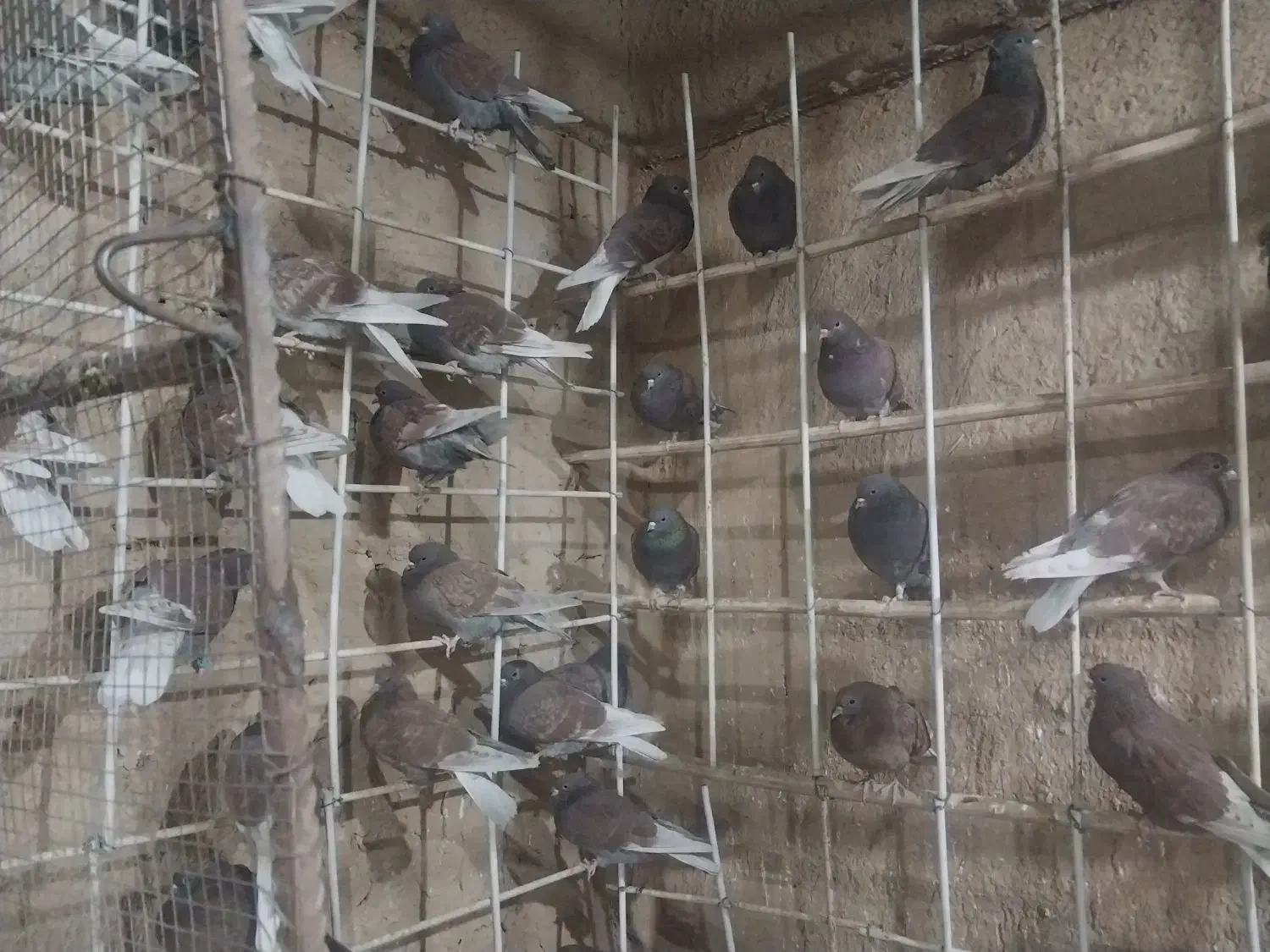 ۵۰ عدد سرخ|پرنده|برخوار, |دیوار