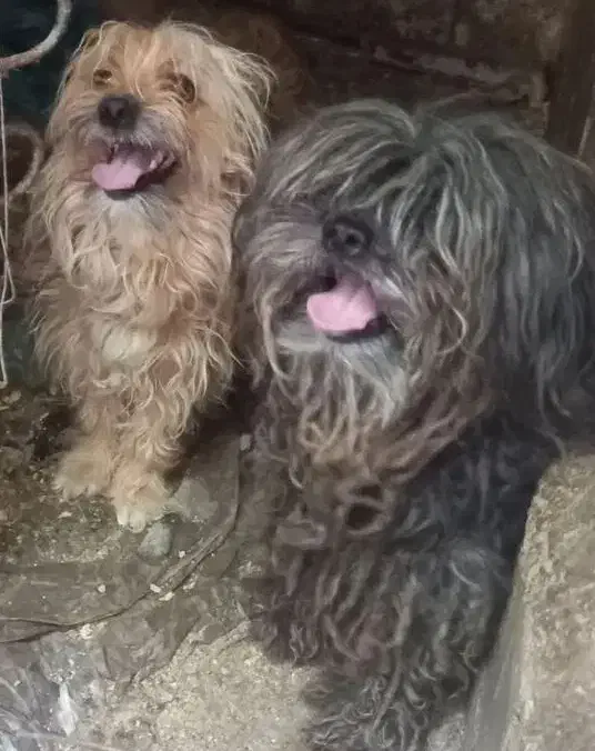 سلام این سه عدد سگ دزدیده شده|سگ|یزد, |دیوار