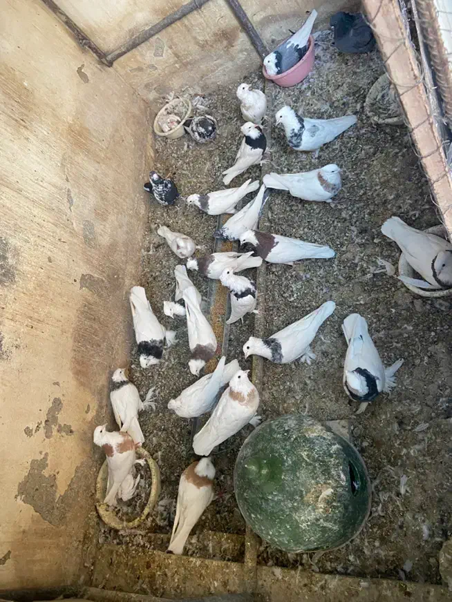 طوقی|پرنده|اصفهان, خواجو|دیوار