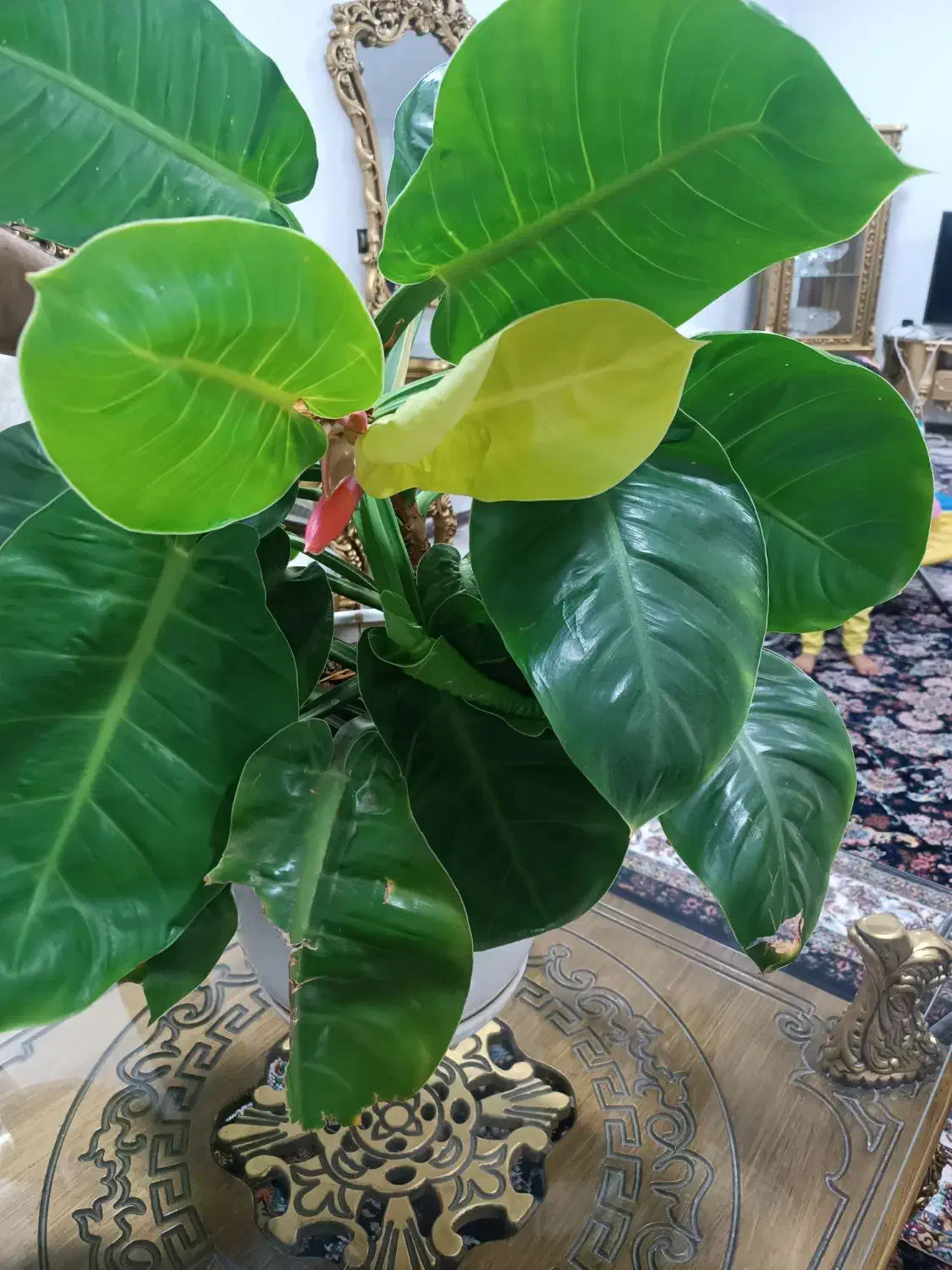 گل فیلودندرون|گل و گیاه طبیعی|الیگودرز, |دیوار