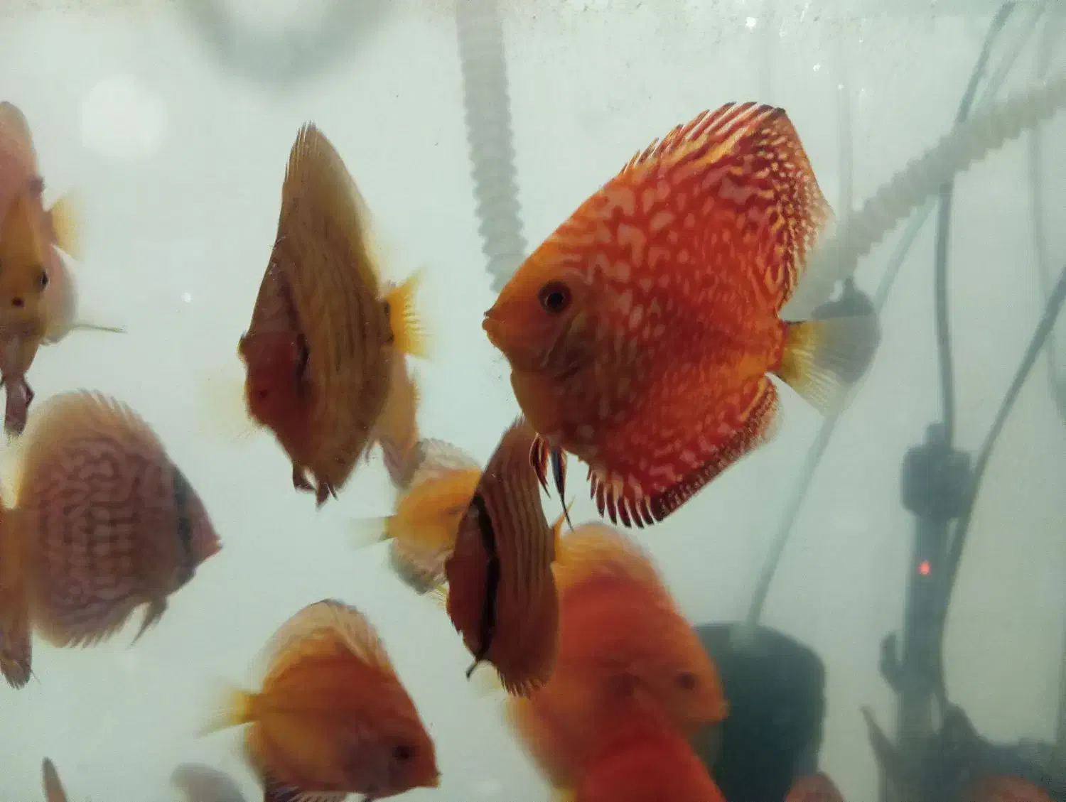 تعدادی  دیسکس|ماهی|تهران, خواجه نصیر طوسی|دیوار