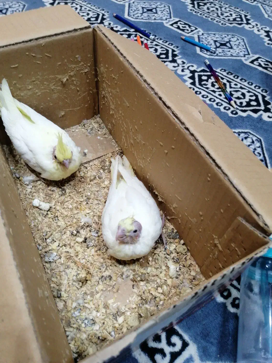 عروس هلندی سرلاکی|پرنده|کازرون, |دیوار