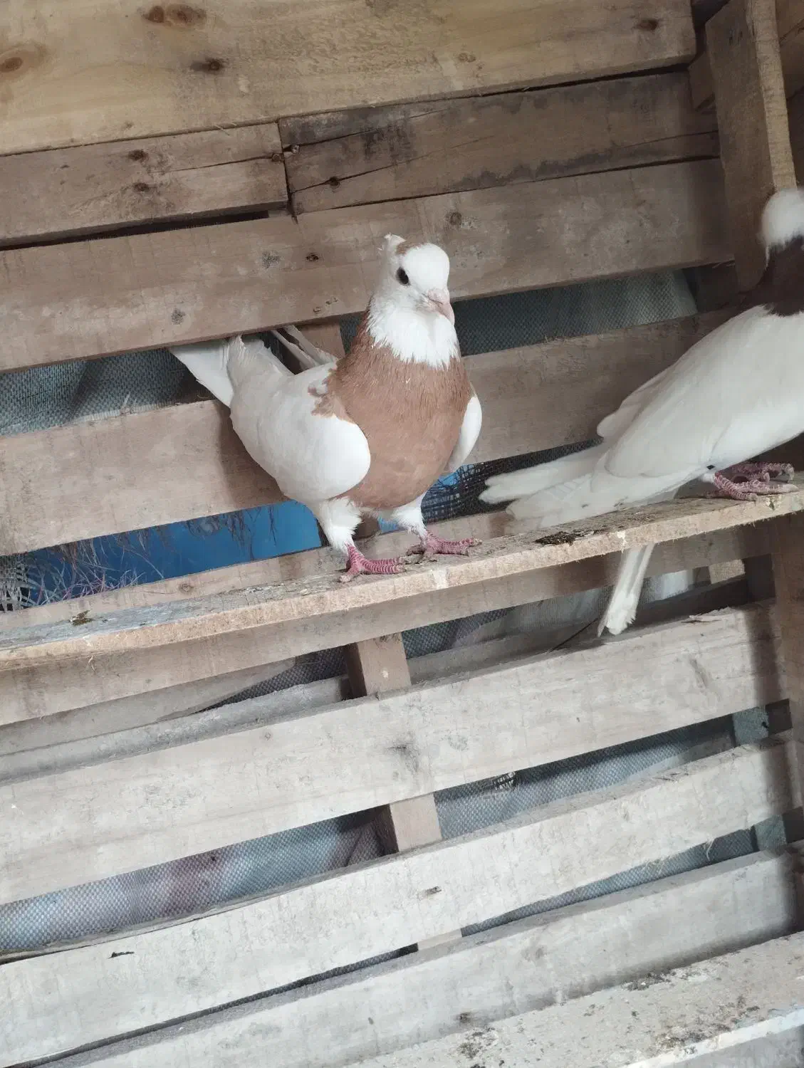 رنگی|پرنده|اهواز, امانیه|دیوار