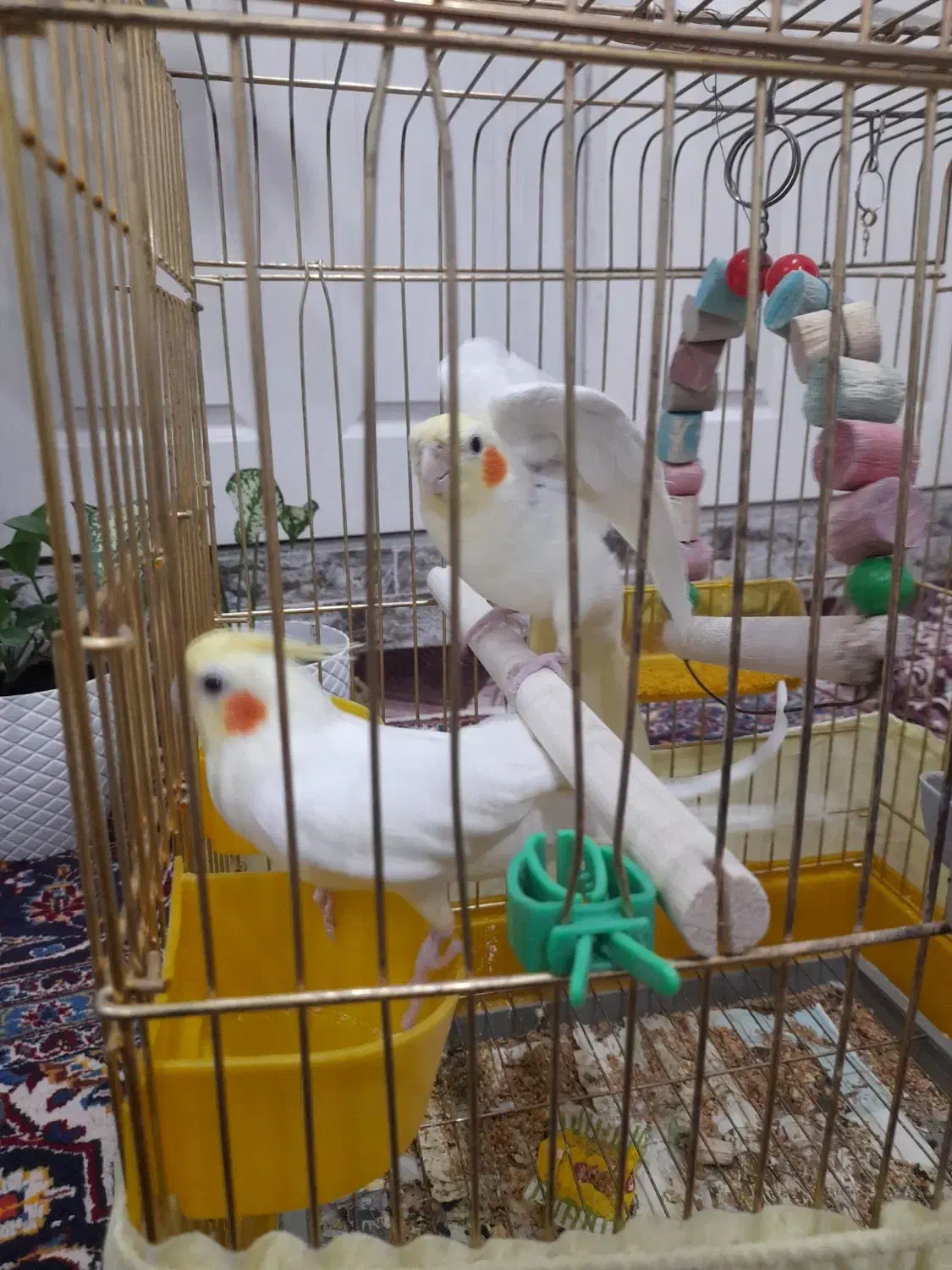 طوطی لوتینو اهلی|پرنده|مرند, |دیوار