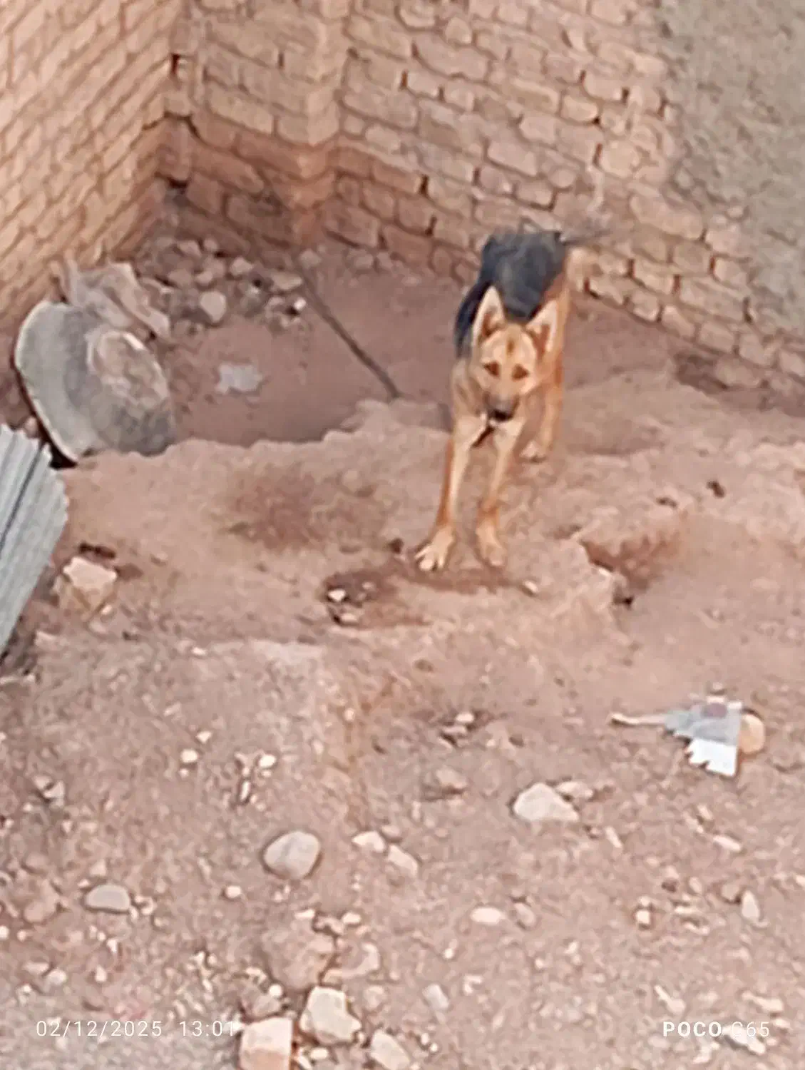 سگ ژرمن|سگ|قزوین, |دیوار