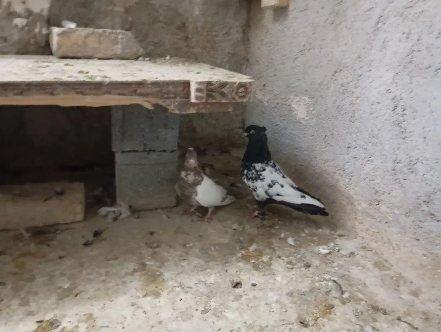 کبوتر سینه سیاه با سینه زرد|پرنده|شیروان (خراسان), |دیوار