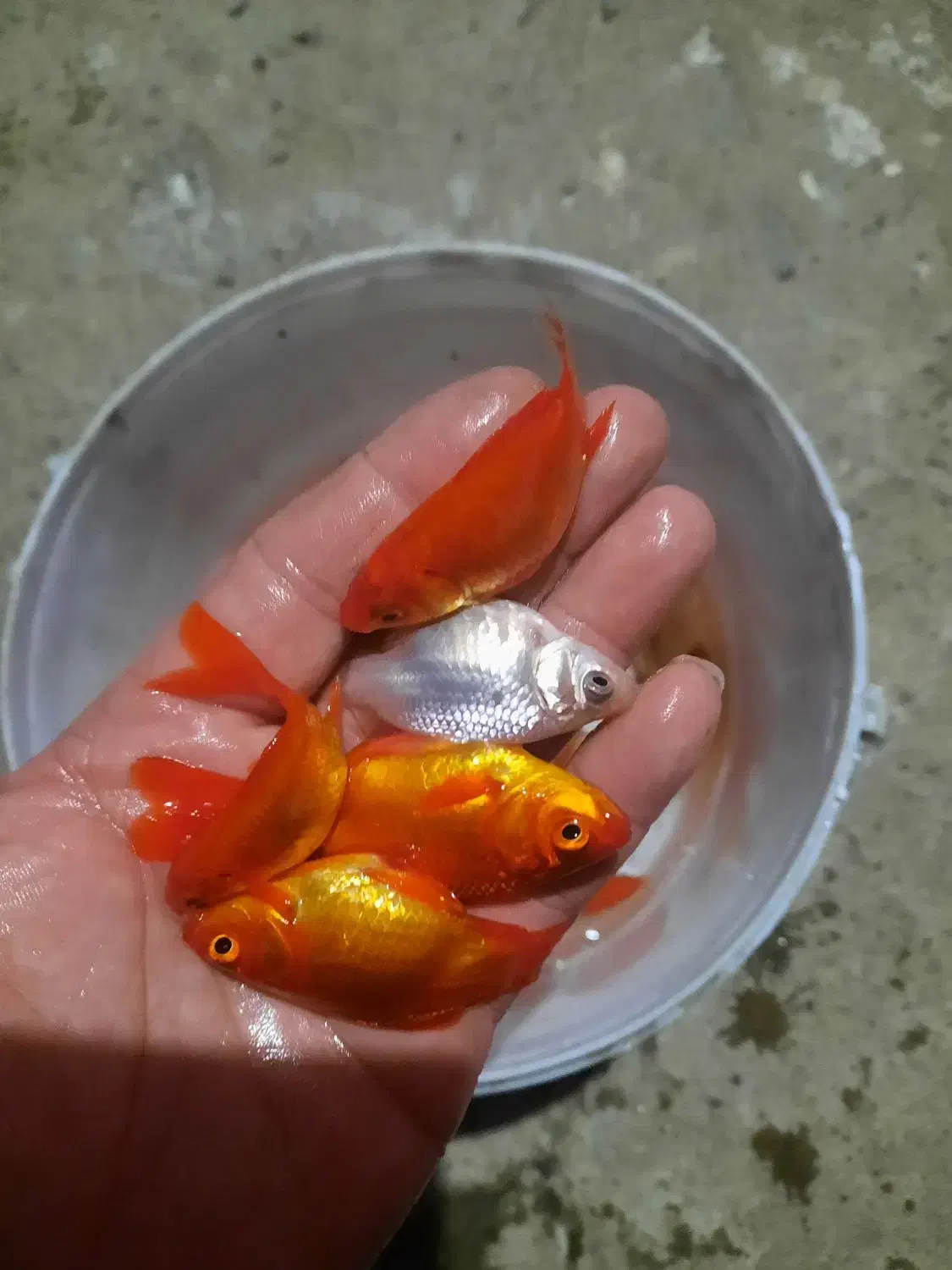 ماهی قرمز|ماهی|رشت, پسیخان|دیوار