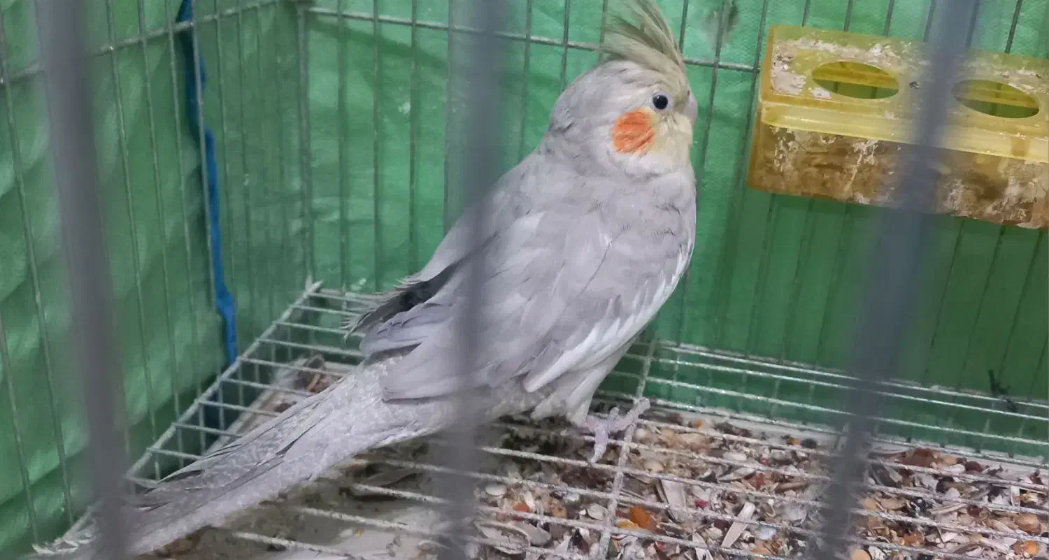 عروس هلندی وفنچ|پرنده|بابا حیدر, |دیوار