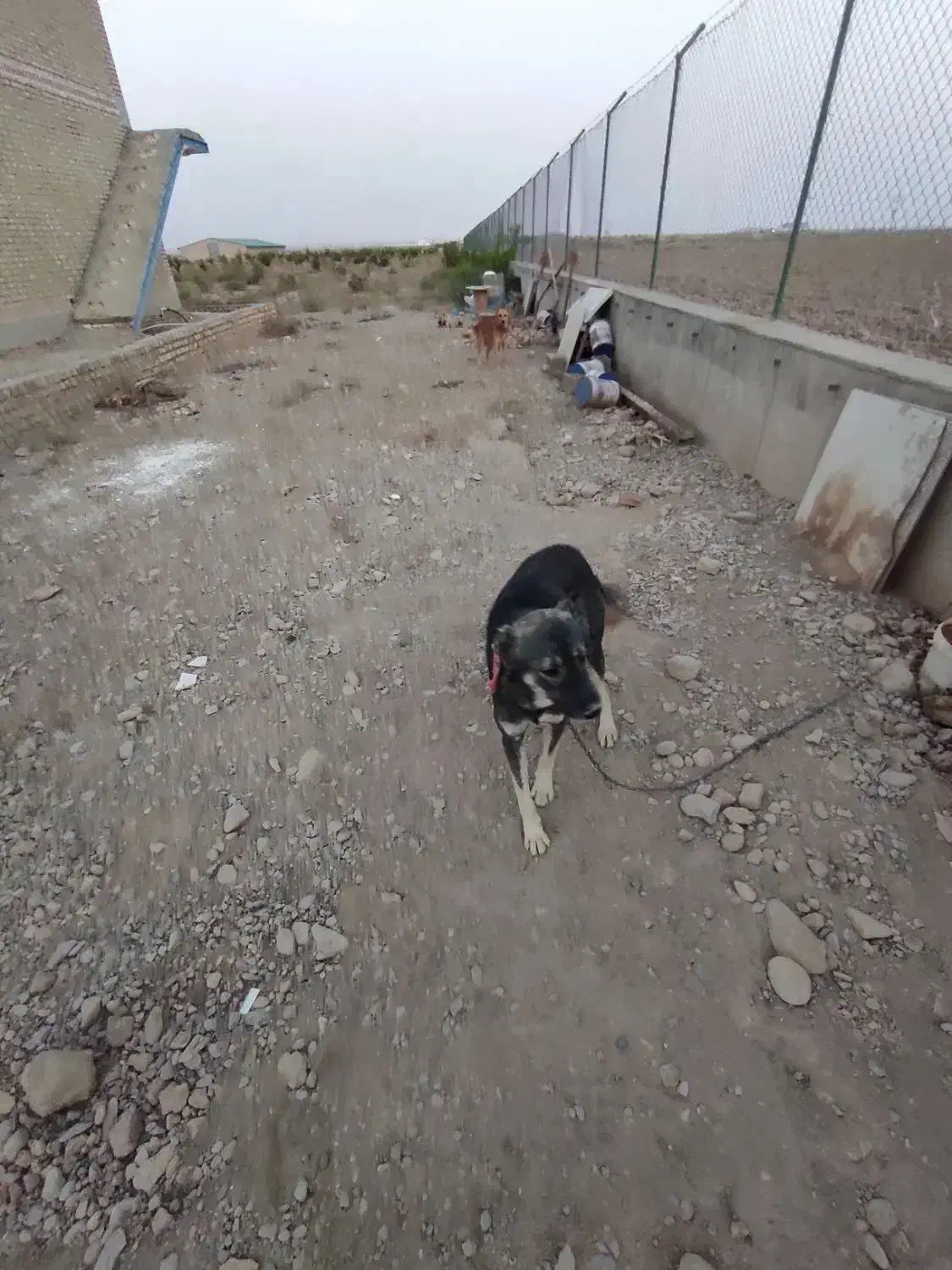 سگ گله ای|سگ|شیروان (خراسان), |دیوار