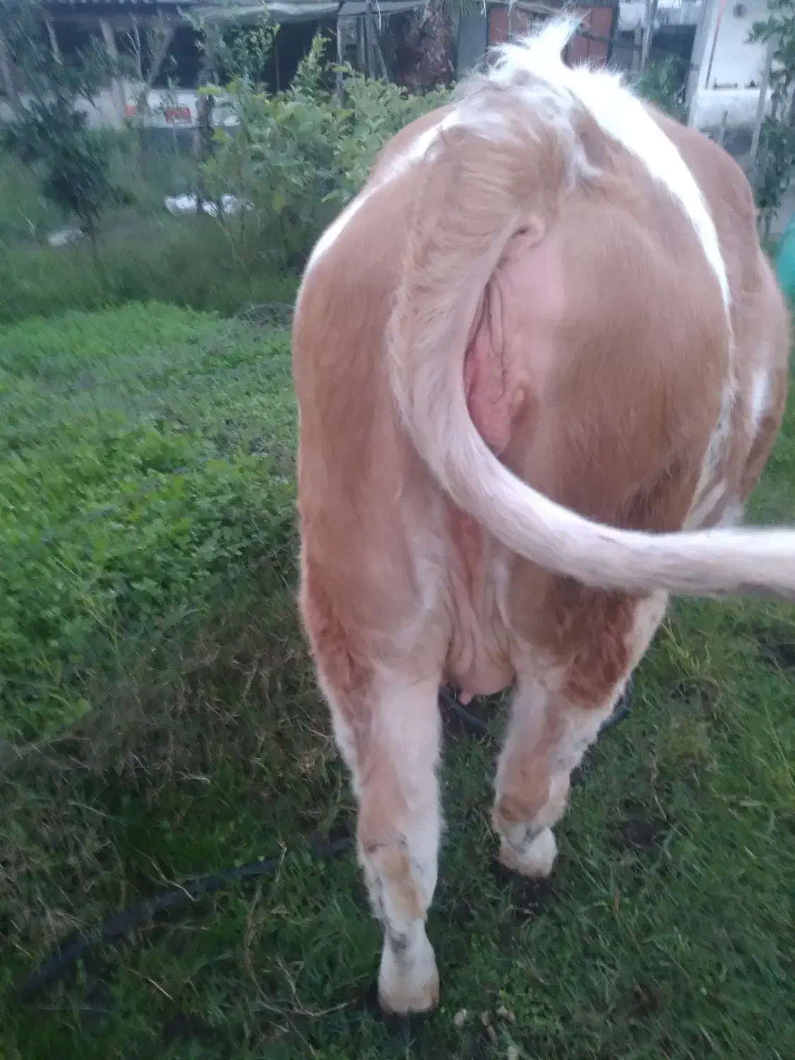 سمینتال شیری شکم اول ده روز مانده زایمان وزن ۵۵۰ ک|حیوانات مزرعه|لوندویل, |دیوار