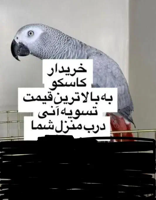 کاسکو سخنگو|پرنده|شیراز, معالی‌آباد|دیوار