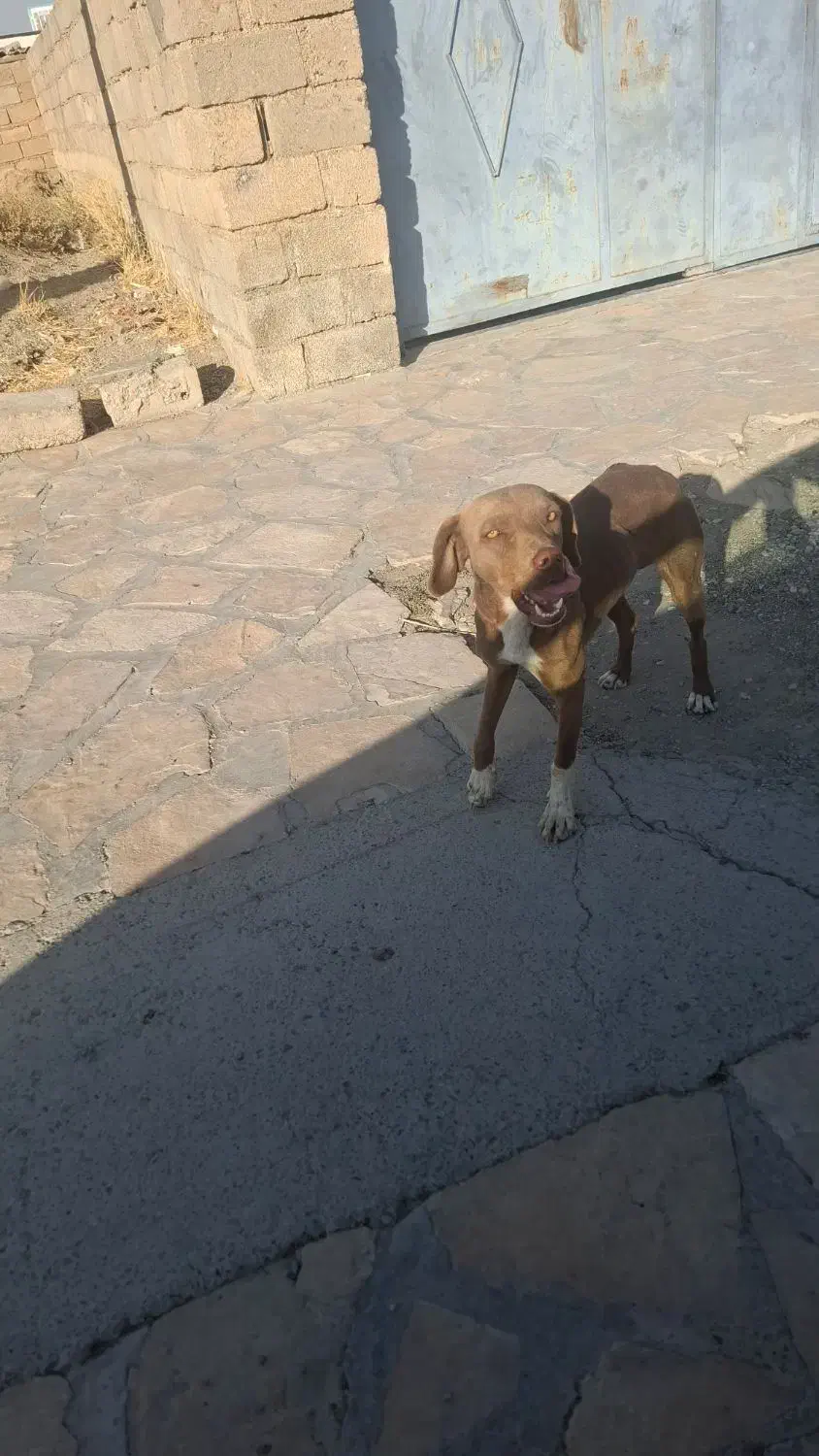 سگ پیتبول|سگ|بیستون, |دیوار