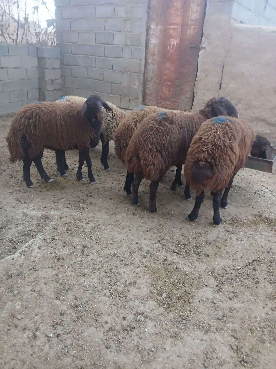 برهای ماده جنس افشاری زیر قوچی|حیوانات مزرعه|مراوه, |دیوار