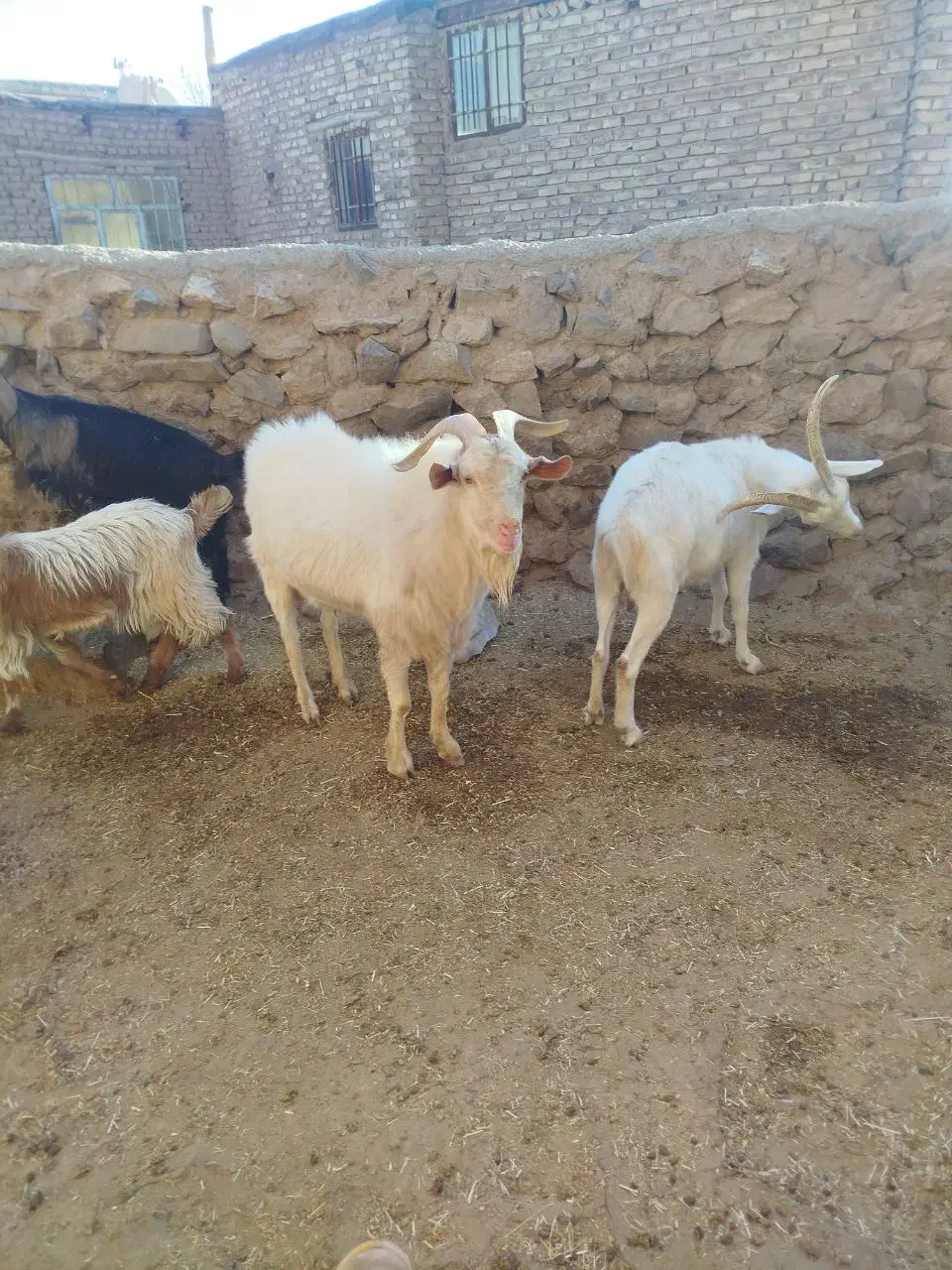 تکه سانن|حیوانات مزرعه|طاغنکوه, |دیوار