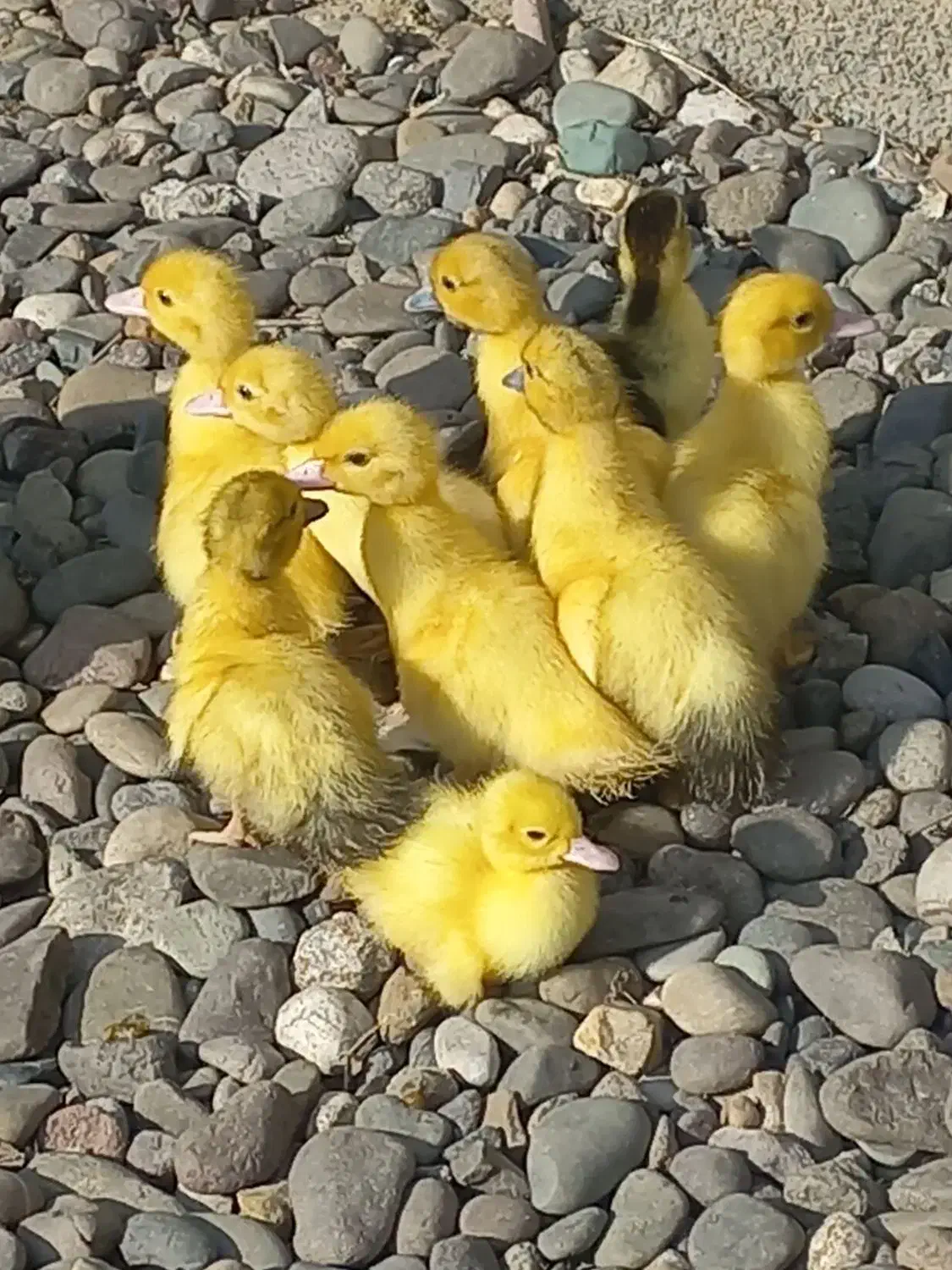 اردک اسراعیلی|حیوانات مزرعه|رشت, بیجارپس|دیوار