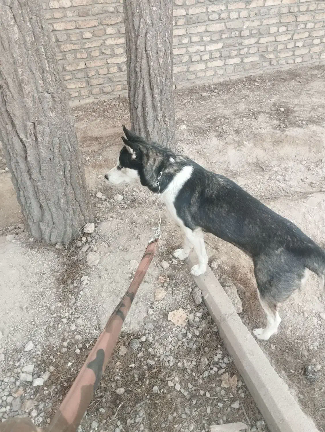 دوعدوقلاده سگ ژرمن الاواماده باردارهسستش نزدیک به|سگ|اسلام‌شهر, شهرک احمدیه|دیوار