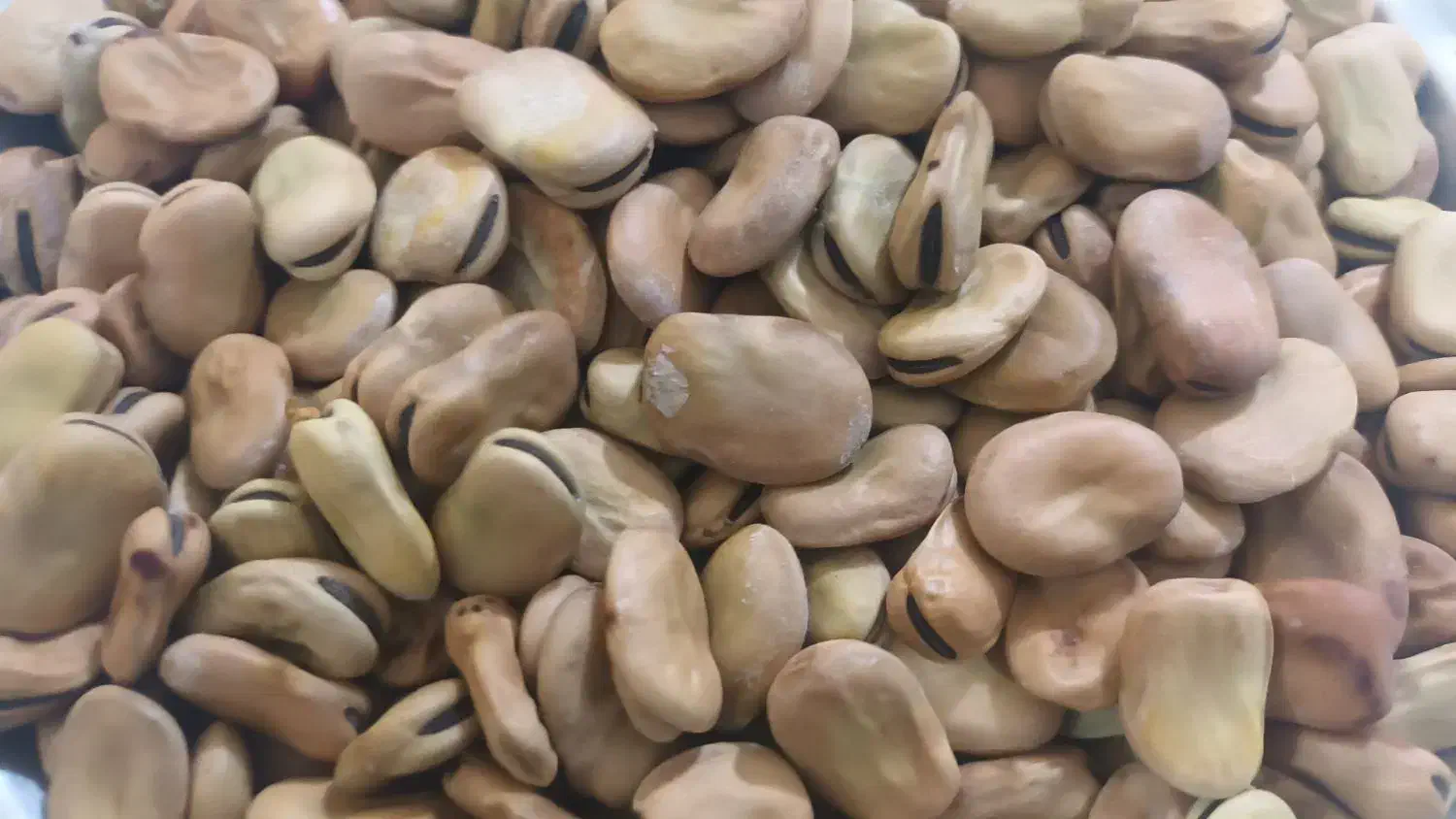 باقله ی شهری تمیز پزا|عمده‌فروشی|بهبهان, |دیوار