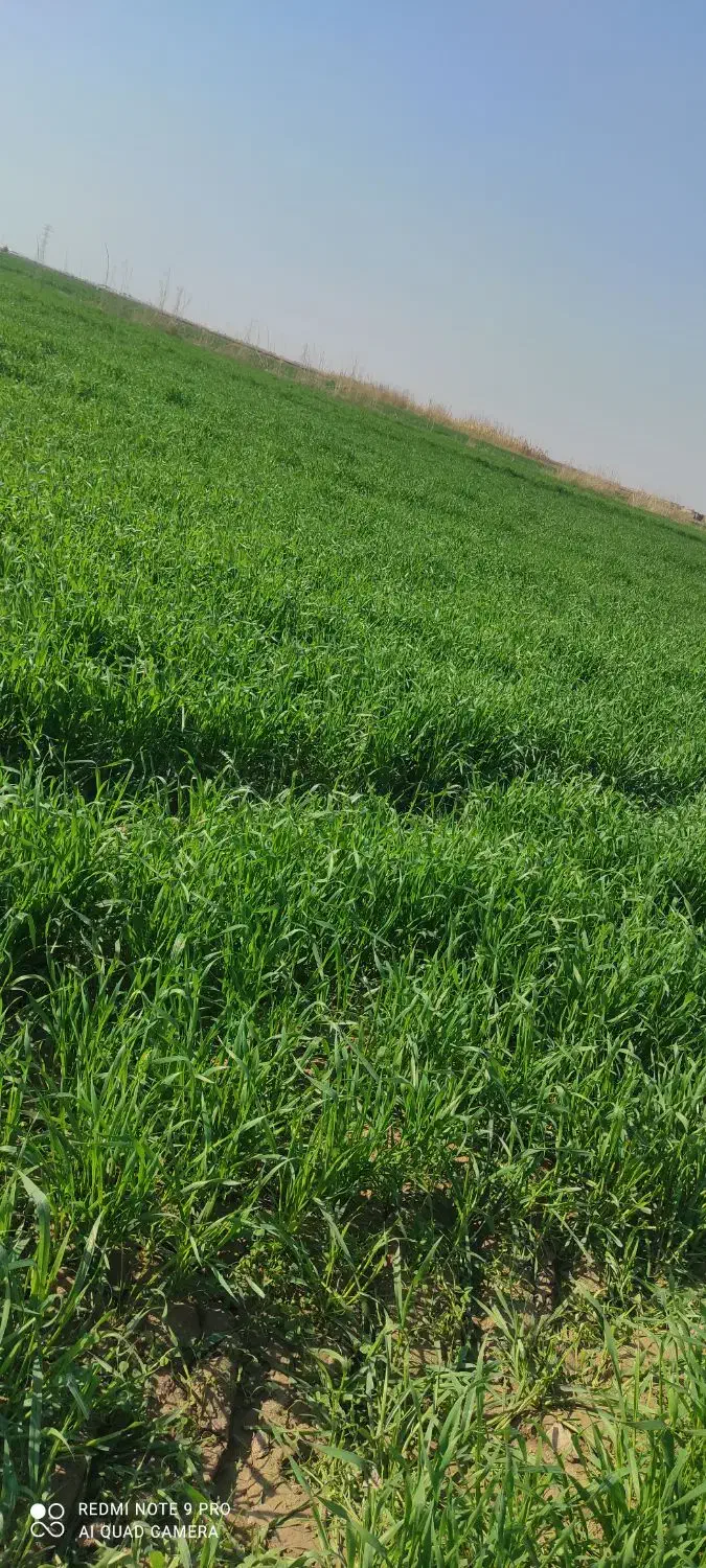 فروش ۱ هکتار|فروش دفتر صنعتی، کشاورزی، تجاری|سوسنگرد, |دیوار