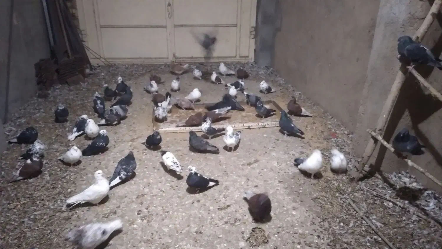 کبوتر|پرنده|بسطام, |دیوار