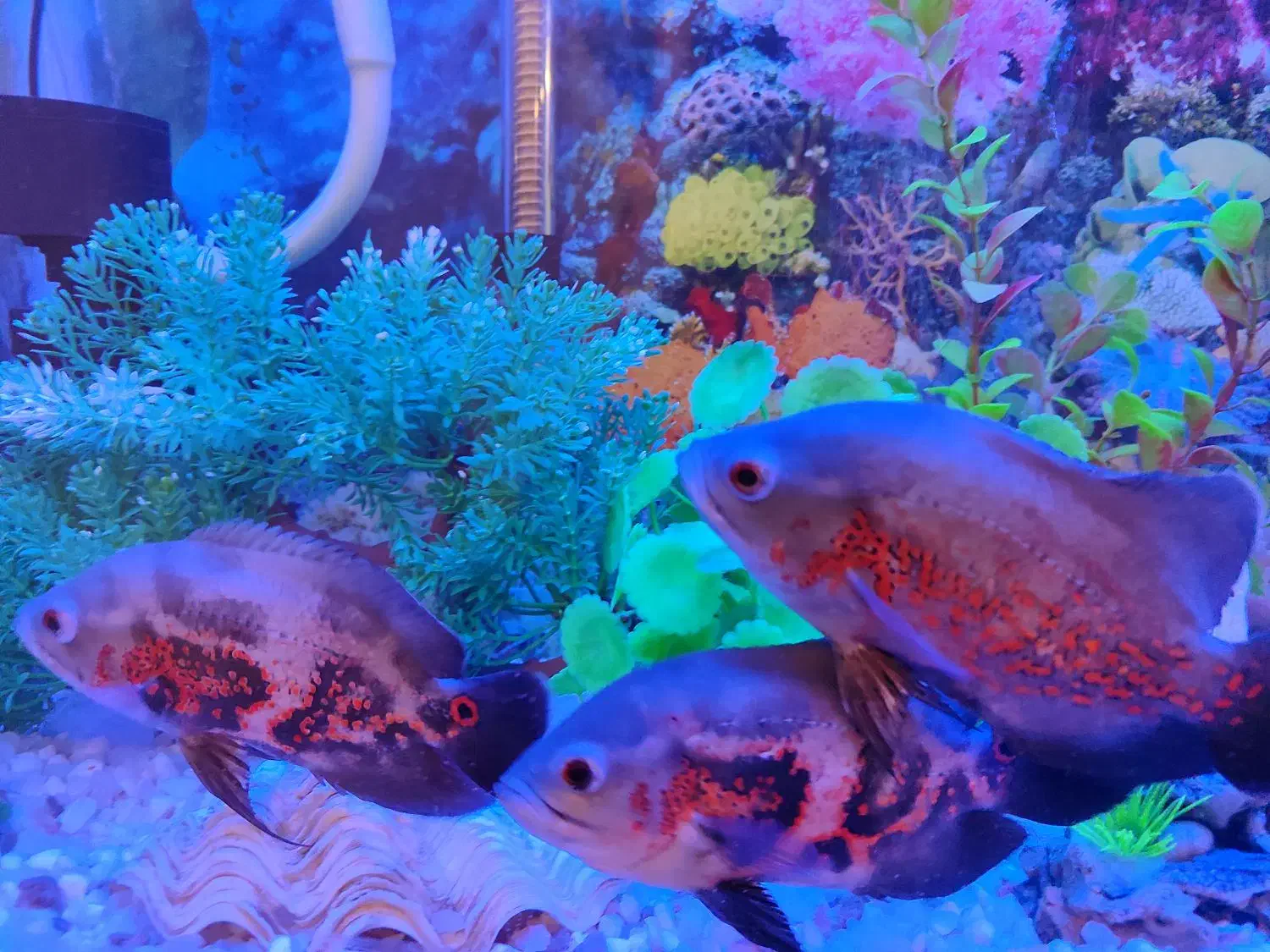 فروش ۵ عدد ماهی زینتی|ماهی|قوچان, |دیوار