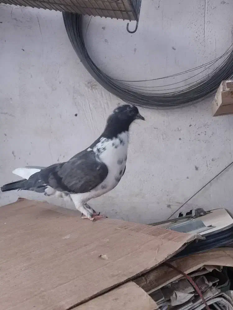 کبوترپرشی|پرنده|قم, باغ کرباسی|دیوار