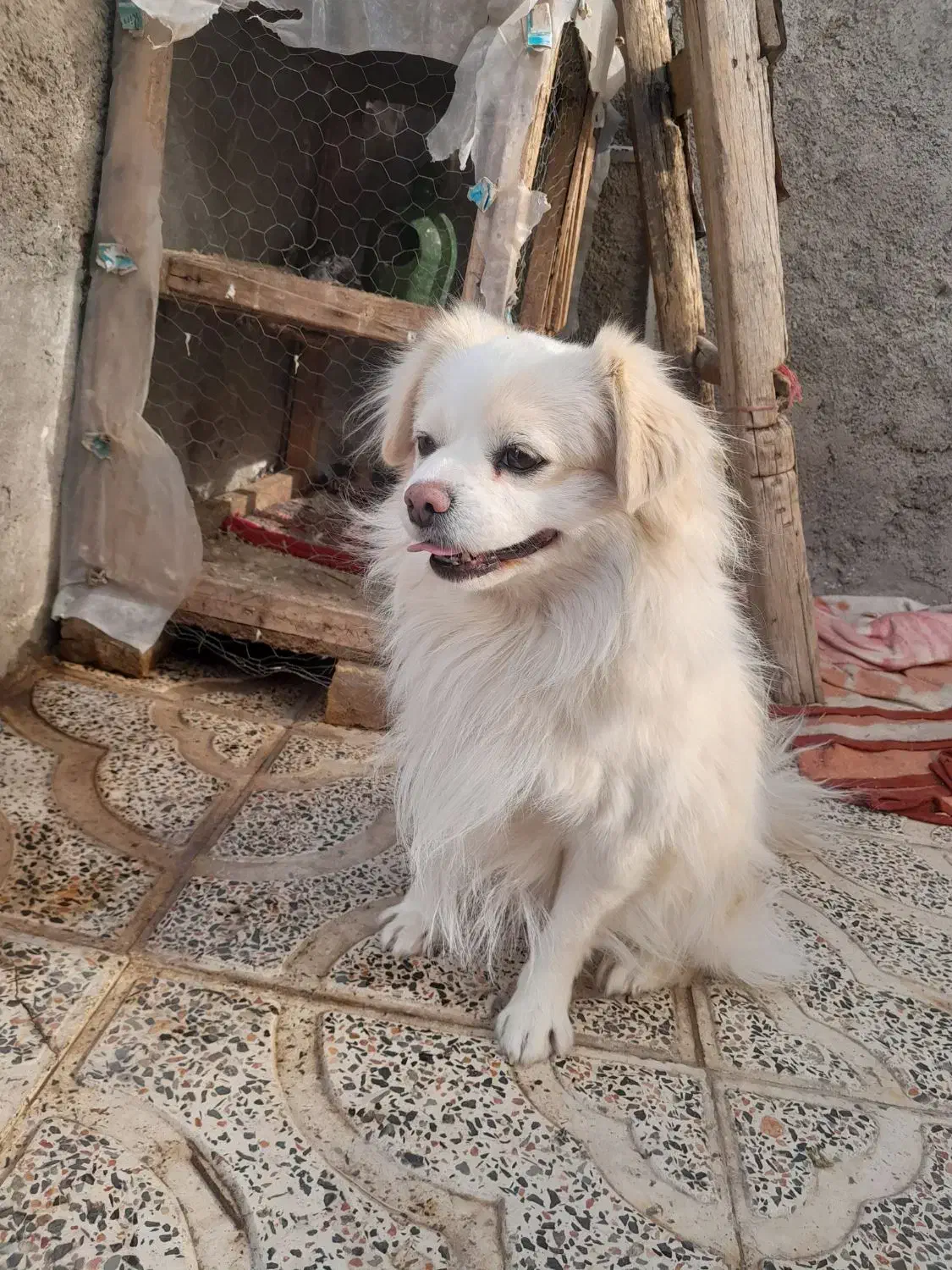 سگ پاکوتاه نرقیمت ۲۵۰۰|سگ|ابهر, |دیوار