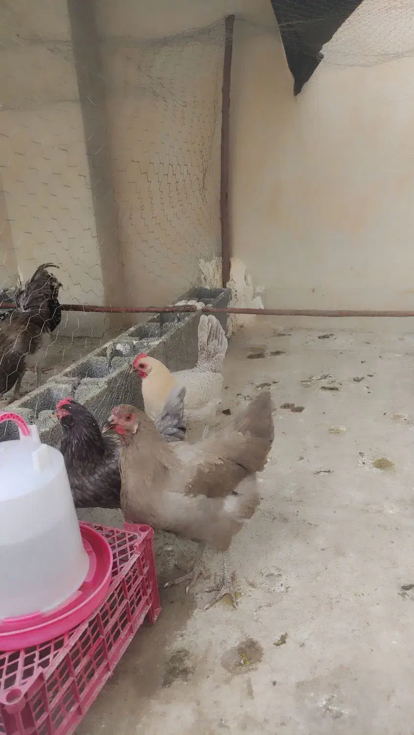 مرغ آمرکانا و فیومی(براکل)|حیوانات مزرعه|فراشبند, |دیوار