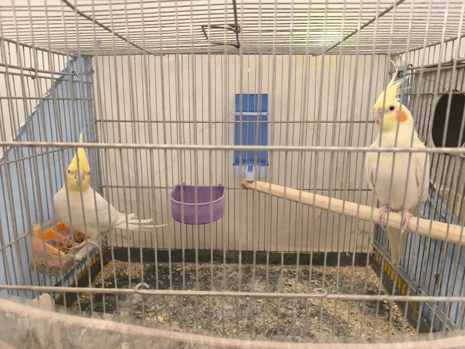 جفت عروس هلندی لوتینو|پرنده|صدرا-فارس, فاز ۱|دیوار