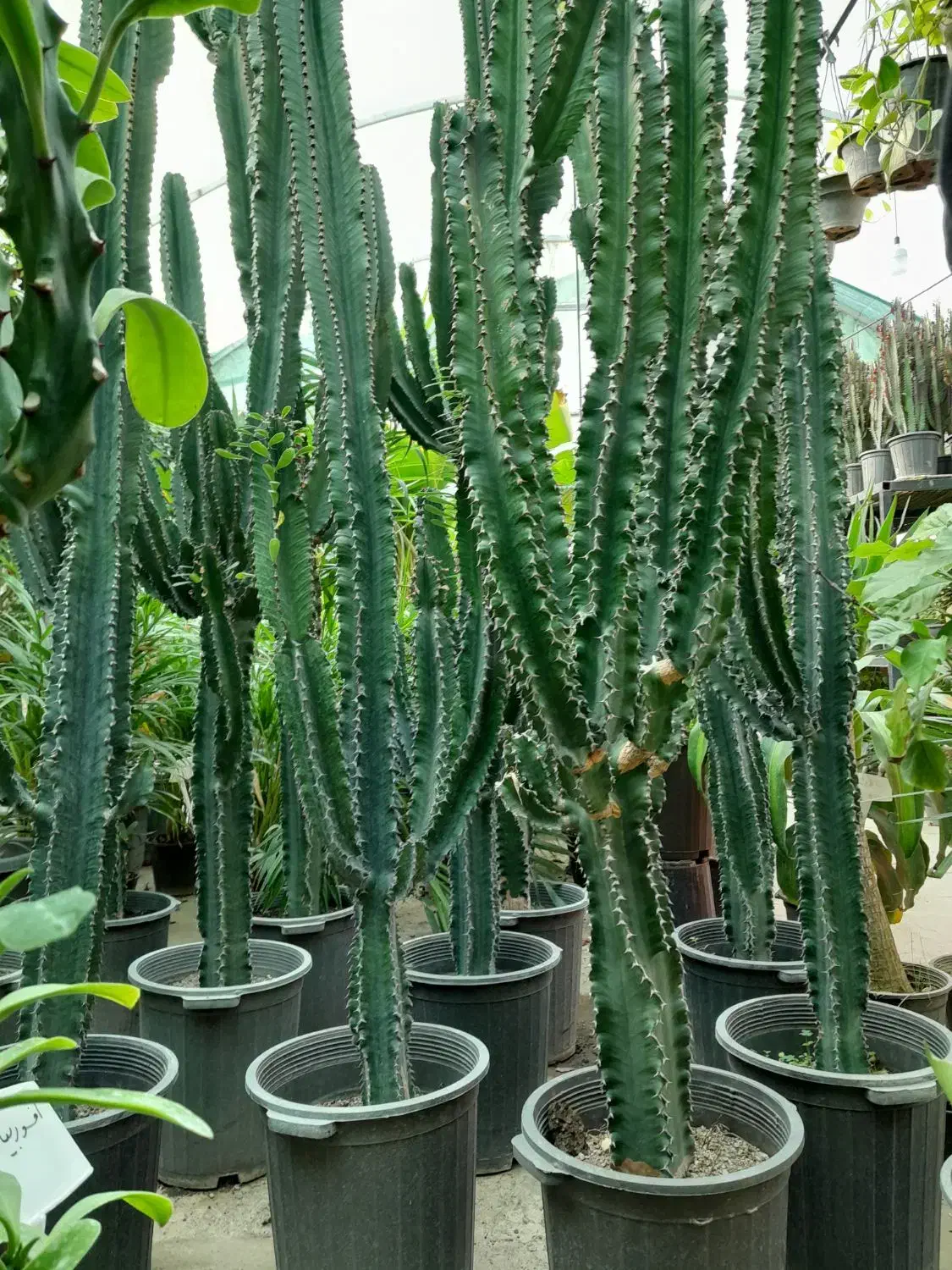 گل و گیاه|خدمات باغبانی و درختکاری|شهریار, شهریار|دیوار