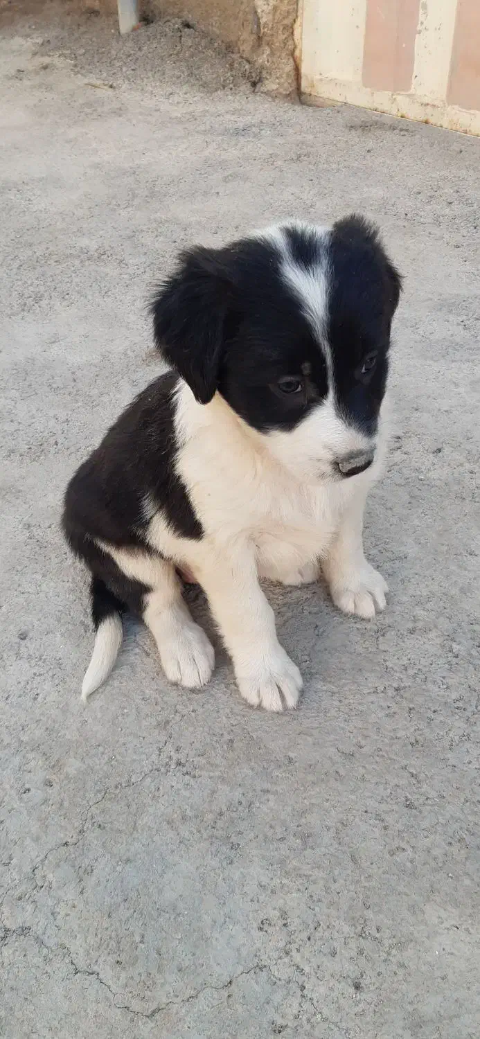 سگ ماده پوز کوتاه فروشی|سگ|آرادان, |دیوار