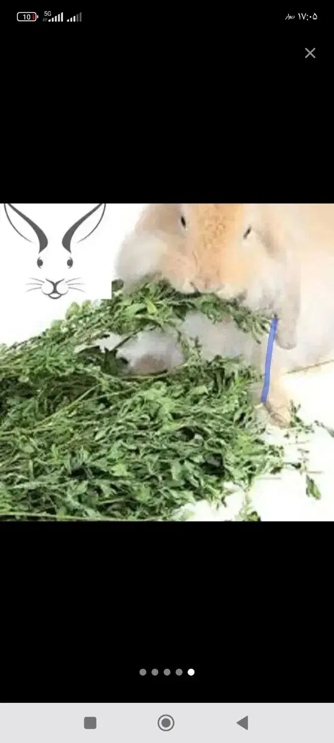 یونجه|حیوانات مزرعه|مشهد, شهید قربانی|دیوار