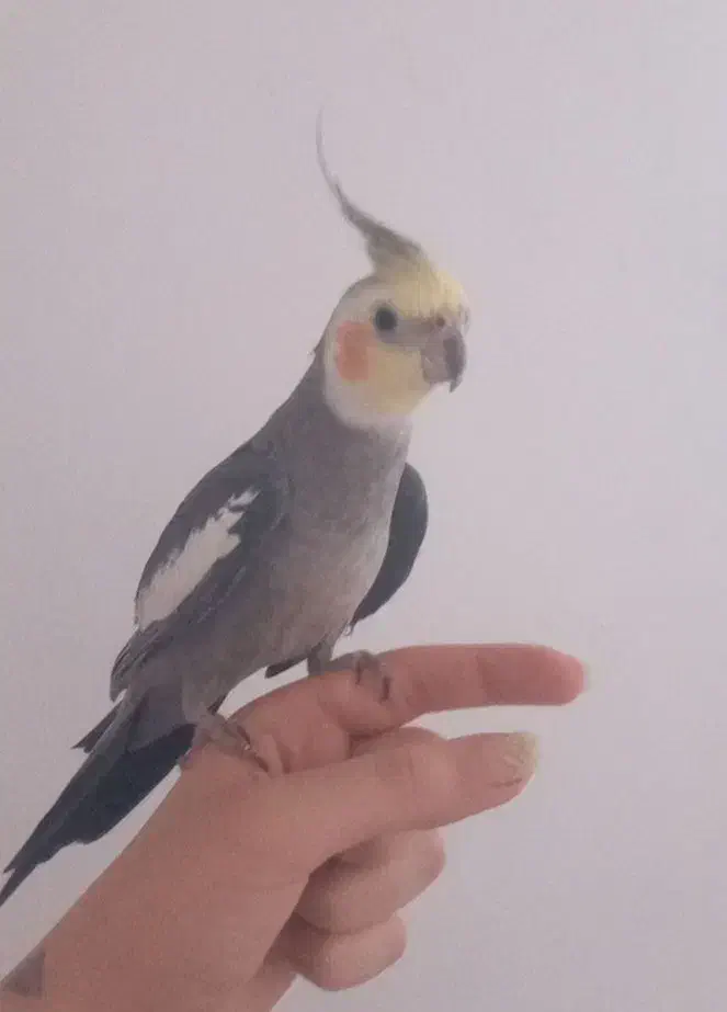 پرنده|پرنده|یاسوج, |دیوار