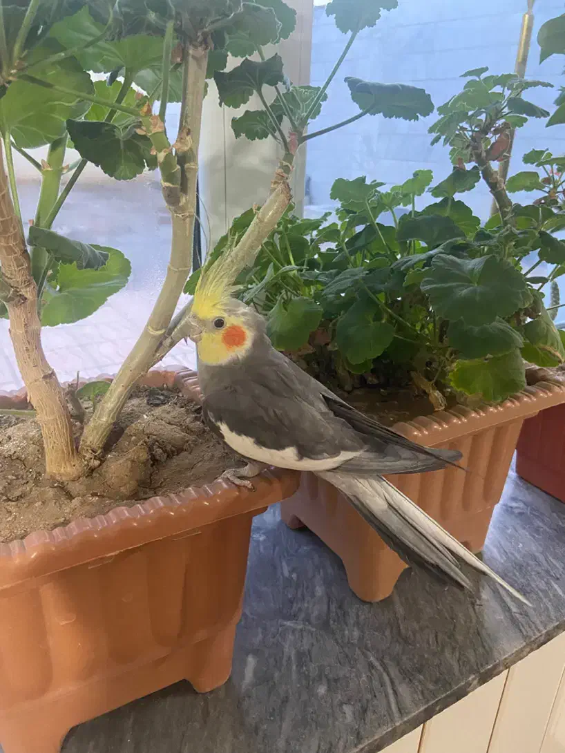 عروس هلندی|پرنده|اردبیل, |دیوار