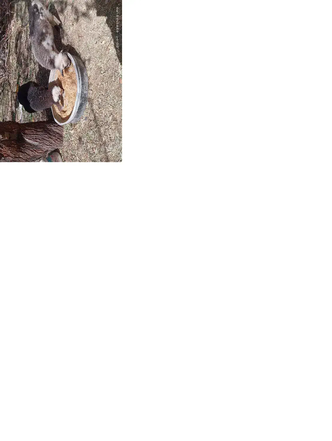 24000000|گربه|اصفهان, راران|دیوار