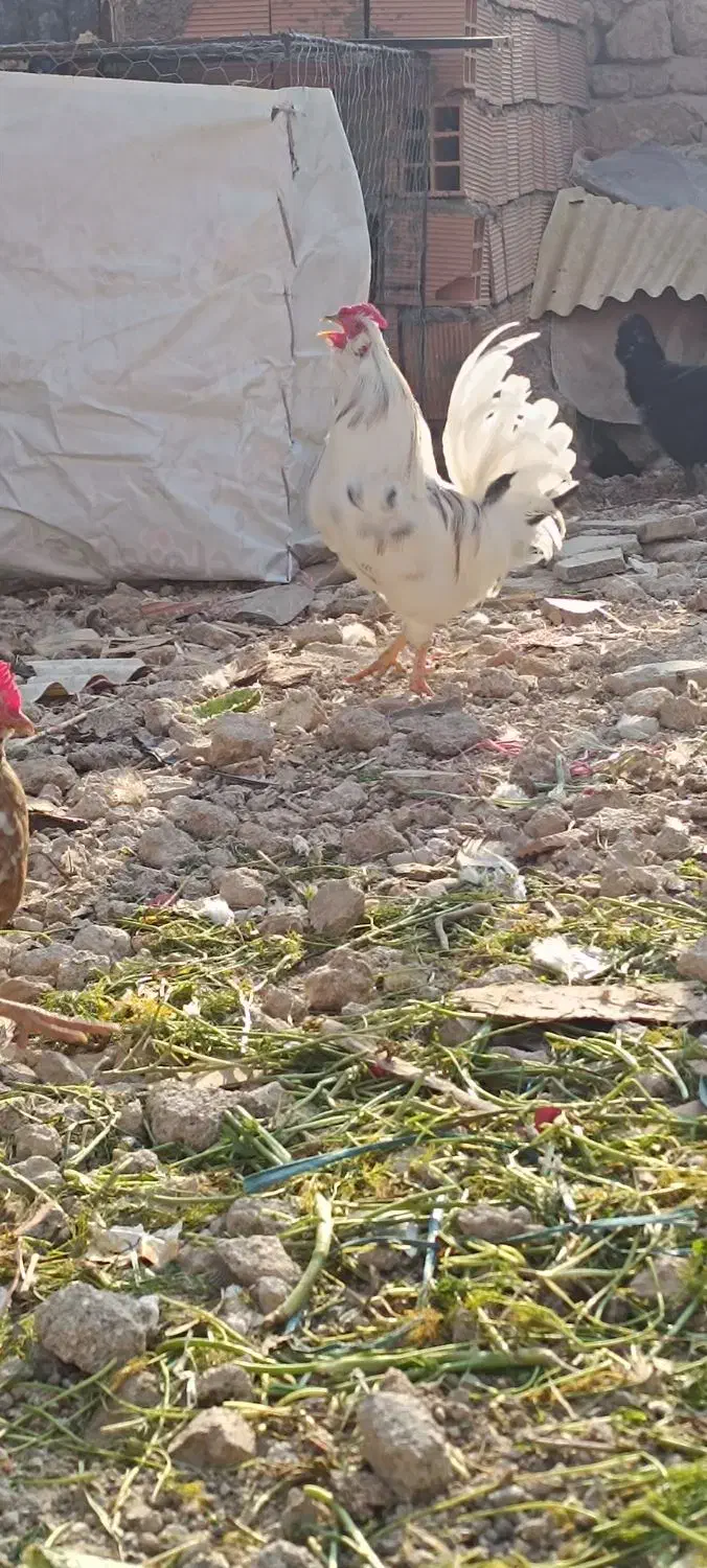 گلین خروس|حیوانات مزرعه|چرداول, |دیوار