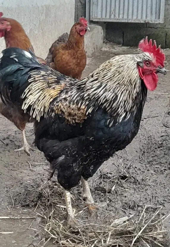 خروس|حیوانات مزرعه|رشت, لاکان شهر|دیوار