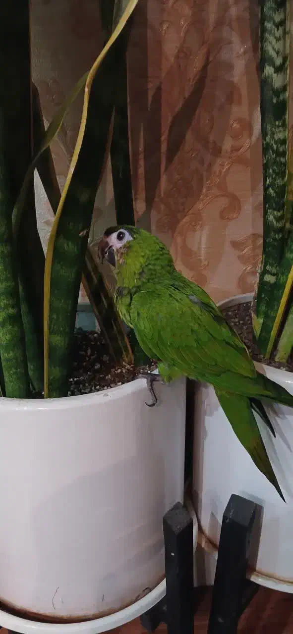 طوطی ارا هانس نرمه خور کاسکو کاکادو طوطی ارا|پرنده|تهران, جیحون|دیوار