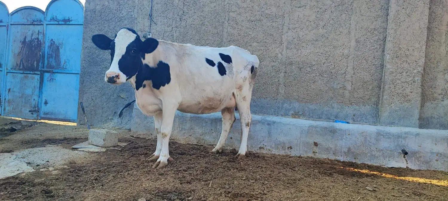 با سلام فروش یک راس گاو هلشتاین جنس خوب|حیوانات مزرعه|کامفیروز, |دیوار