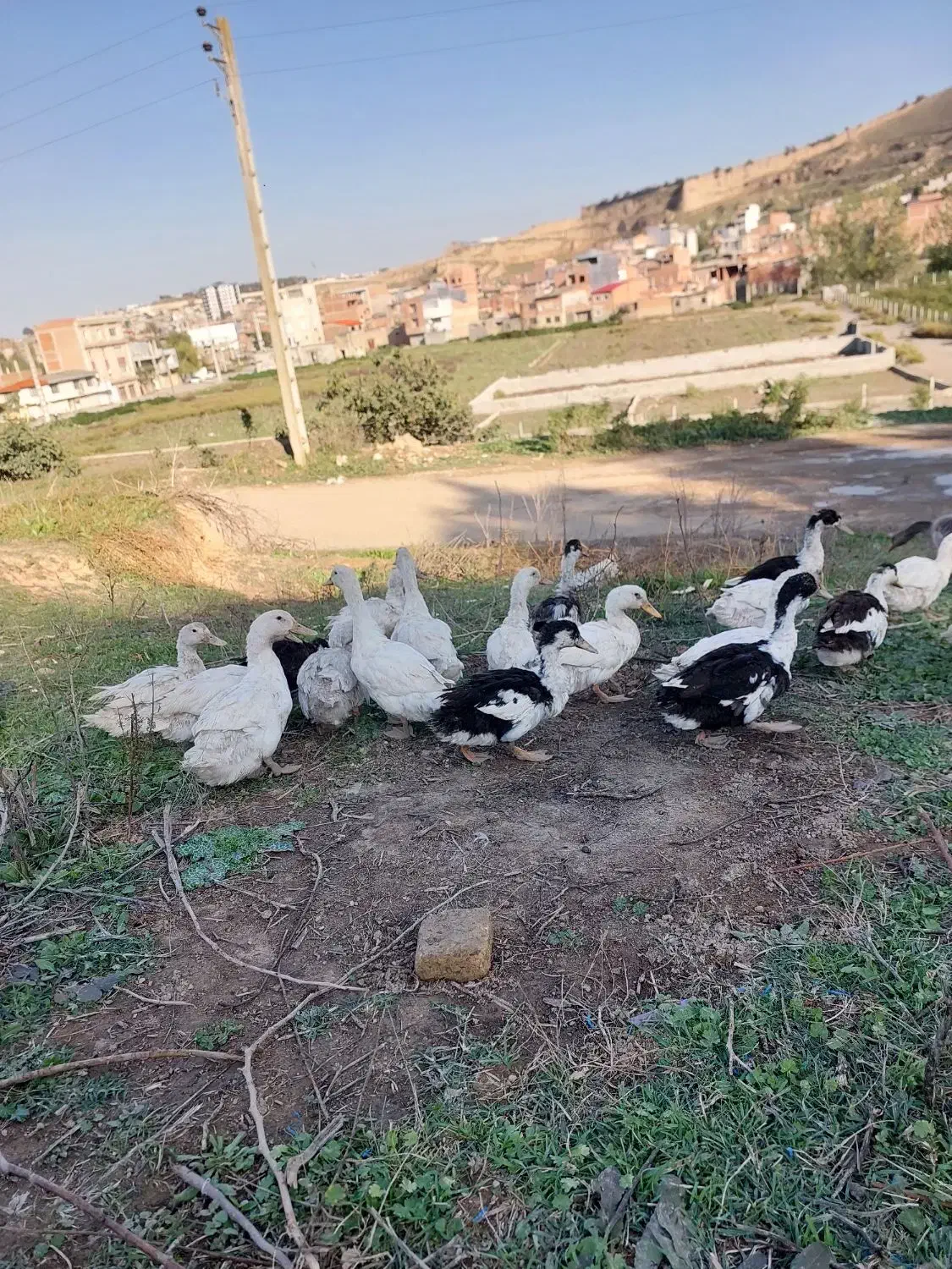 اردک محلی و خارجی غاز قوغاز|حیوانات مزرعه|گرگان, |دیوار