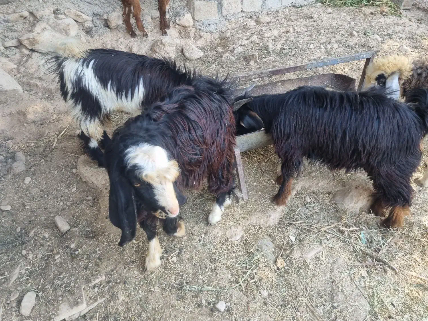 سه عدد کهره|حیوانات مزرعه|جم, |دیوار