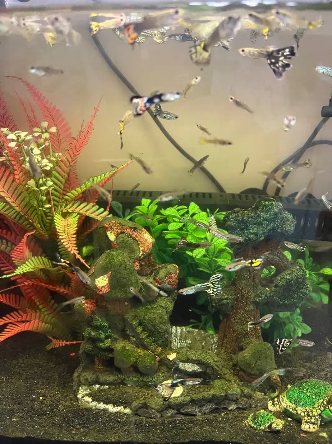 ماهی گوپی ارزان در سایزهای مختلف|ماهی|تهران, صفا|دیوار