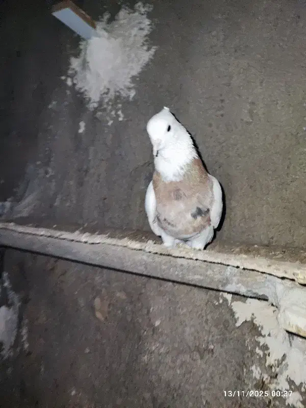 گمشده نشده طوقی ماده شکلاتی و هفت‌رنگ|حیوانات|رامهرمز, |دیوار