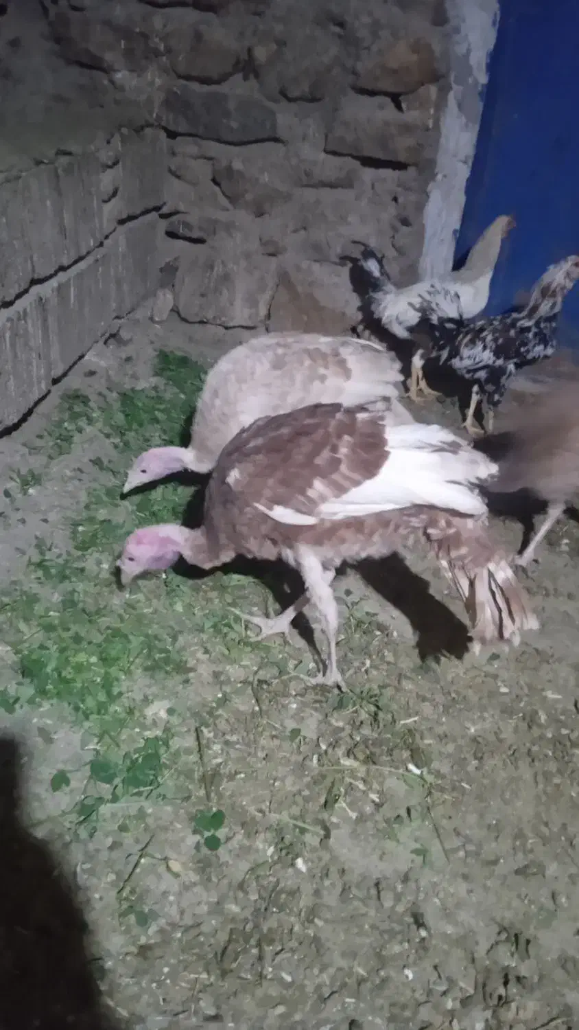 بوقلمون ۶ماهه بوربون|حیوانات مزرعه|سنندج, |دیوار