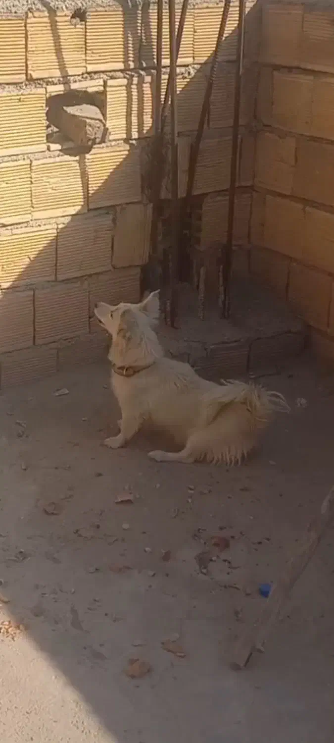 سگ پاپی|سگ|مبارکه, |دیوار