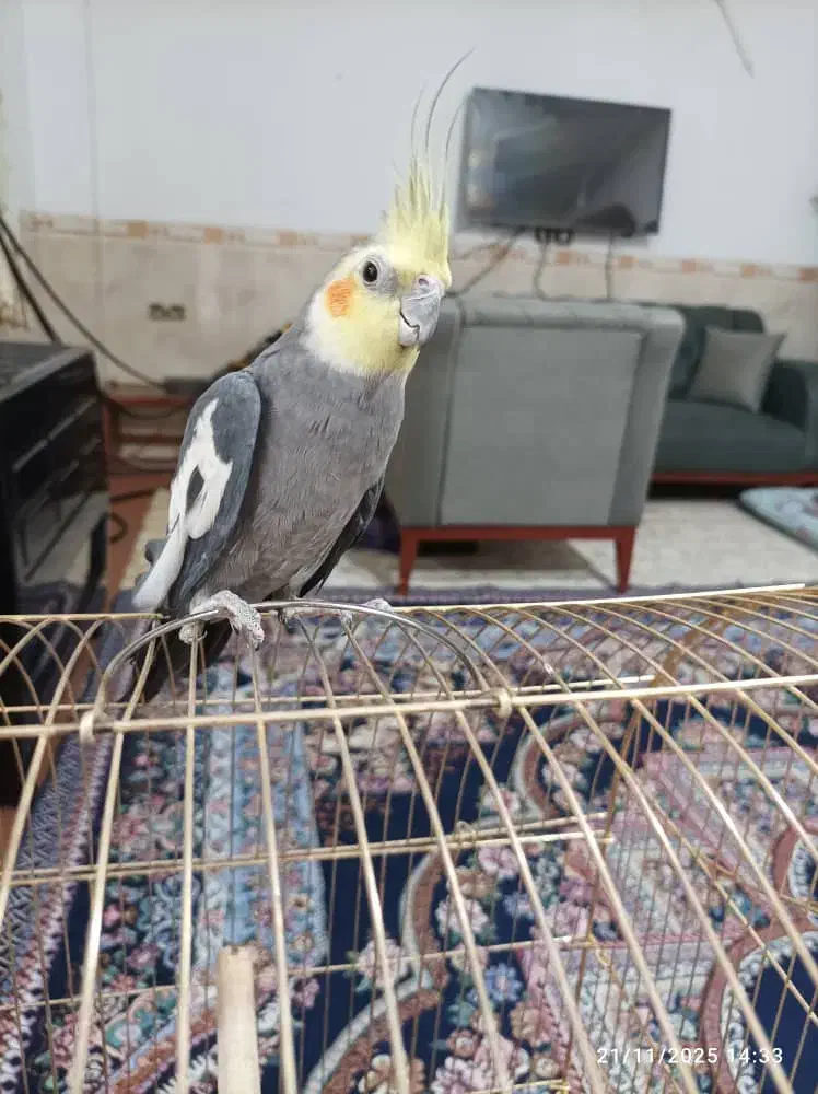 عروس هلندی .لاری|پرنده|بم, |دیوار