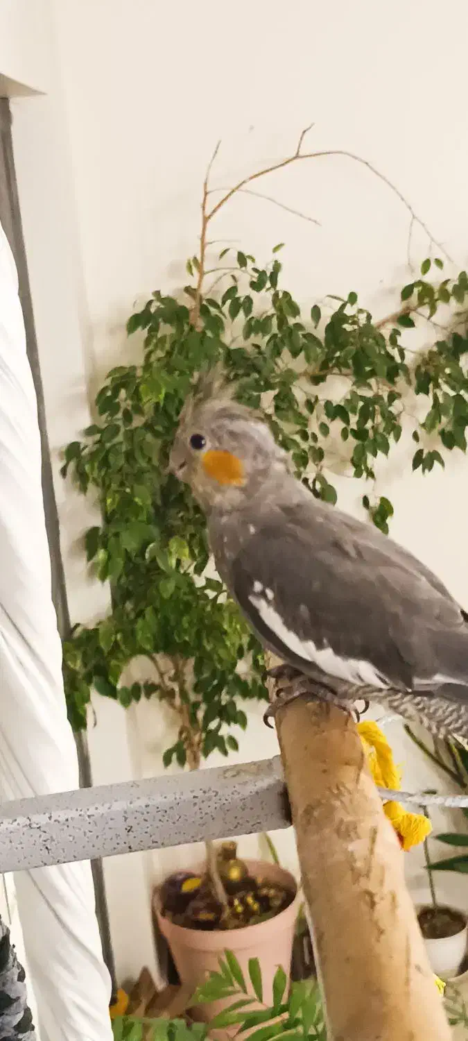 عروس هلندی نر|پرنده|تهران, جوادیه تهرانپارس|دیوار