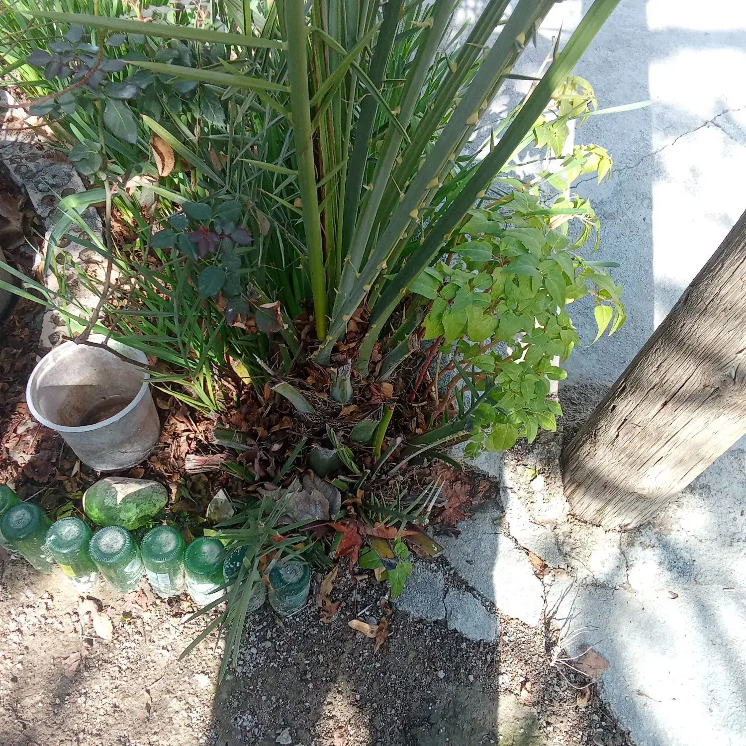 نخل|گل و گیاه طبیعی|دهدشت, |دیوار