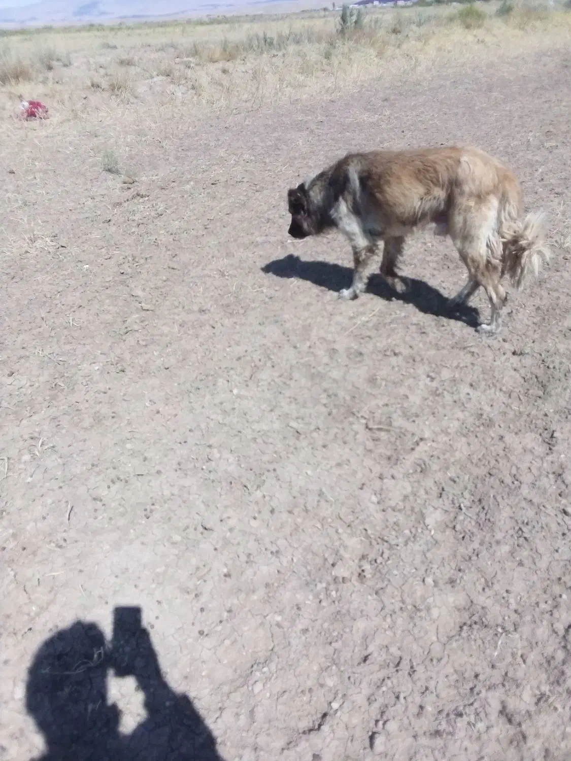 سلام ادرس شهرستان هریس روستای اربطان|سگ|تبریز, |دیوار