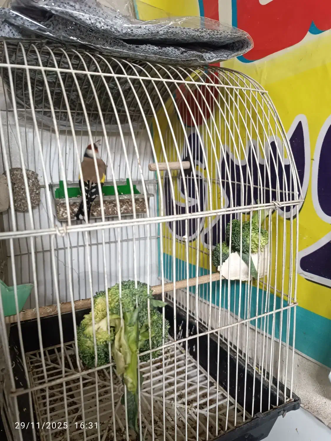 سهره زیبا|پرنده|قم, نیروگاه|دیوار