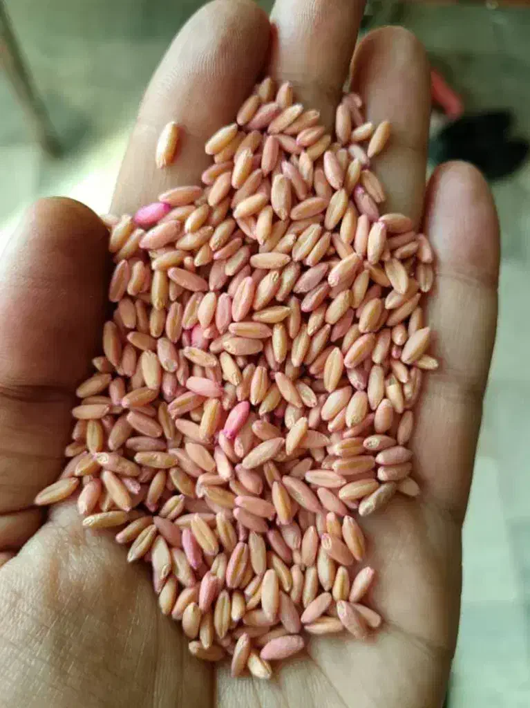 بذر گندم آذر ۲|گل و گیاه طبیعی|سنقر, |دیوار